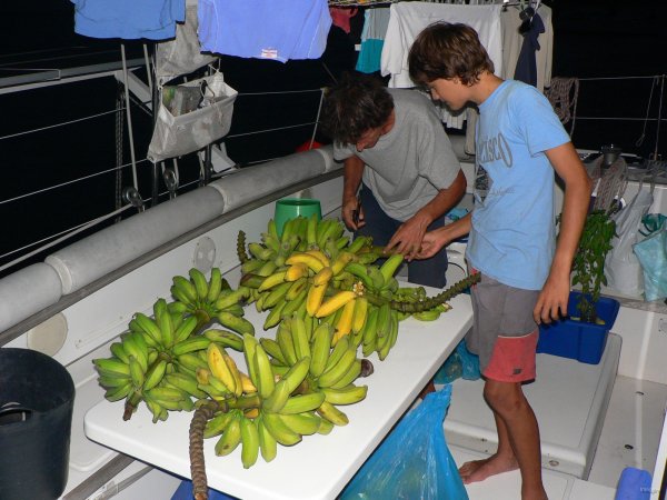 60- Quatre regimes de bananes 